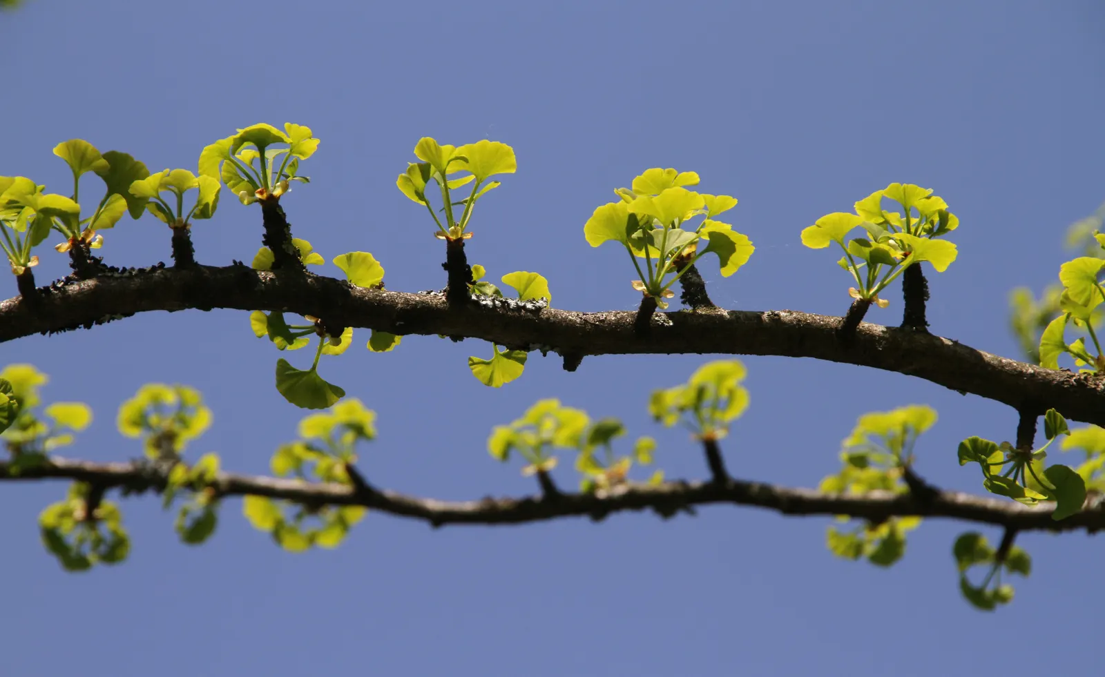 Maidenhair Tree (Ginkgo Biloba) — tree for full or half; when designing a landscape, image 88
