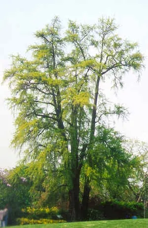 Maidenhair Tree (Ginkgo Biloba) — Note that this tree prefers full sun to partial shade; dioecious by nature, only male cultivars are recommended for urban