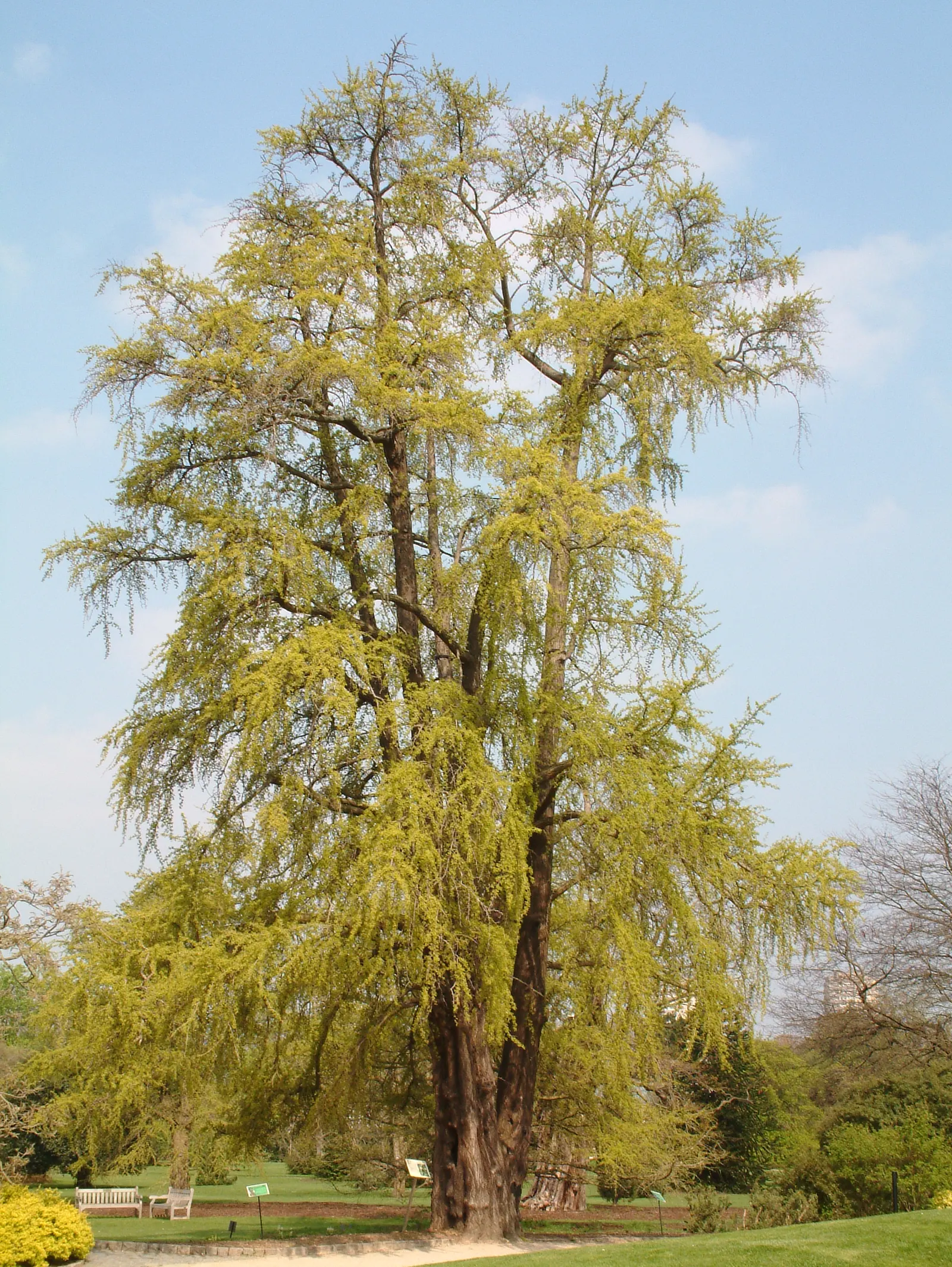 Maidenhair Tree (Ginkgo Biloba) — deciduous specimen with fan-shaped leaves that turn vivid yellow in fall
