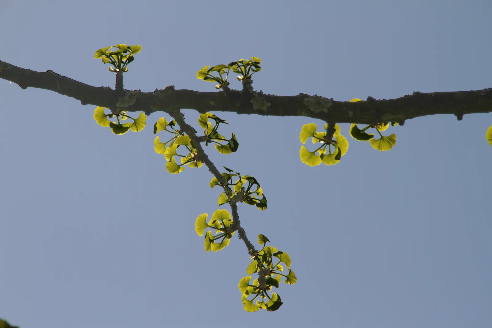Maidenhair Tree (Ginkgo Biloba) — hence the name 'Maidenhair' tree; with a singular split down the middle, image 81