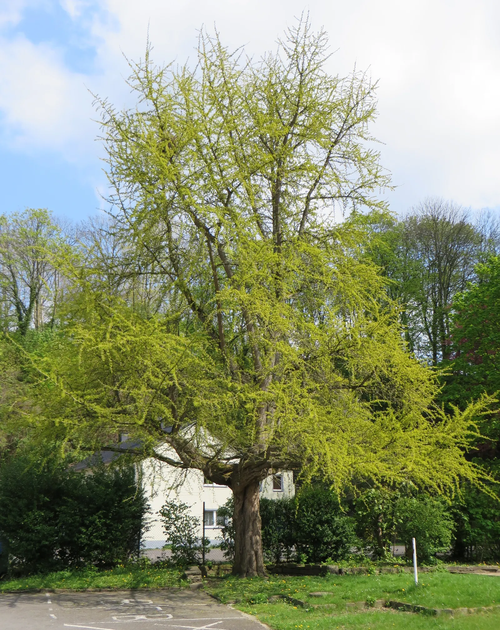 Maidenhair Tree (Ginkgo Biloba) — making it a sturdy choice for cityscapes as well as residential properties