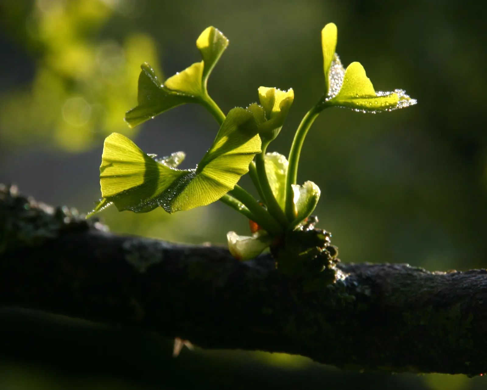 Maidenhair Tree (Ginkgo Biloba) — Often revered as a living fossil; it is remarkably tolerant of pollution, image 94