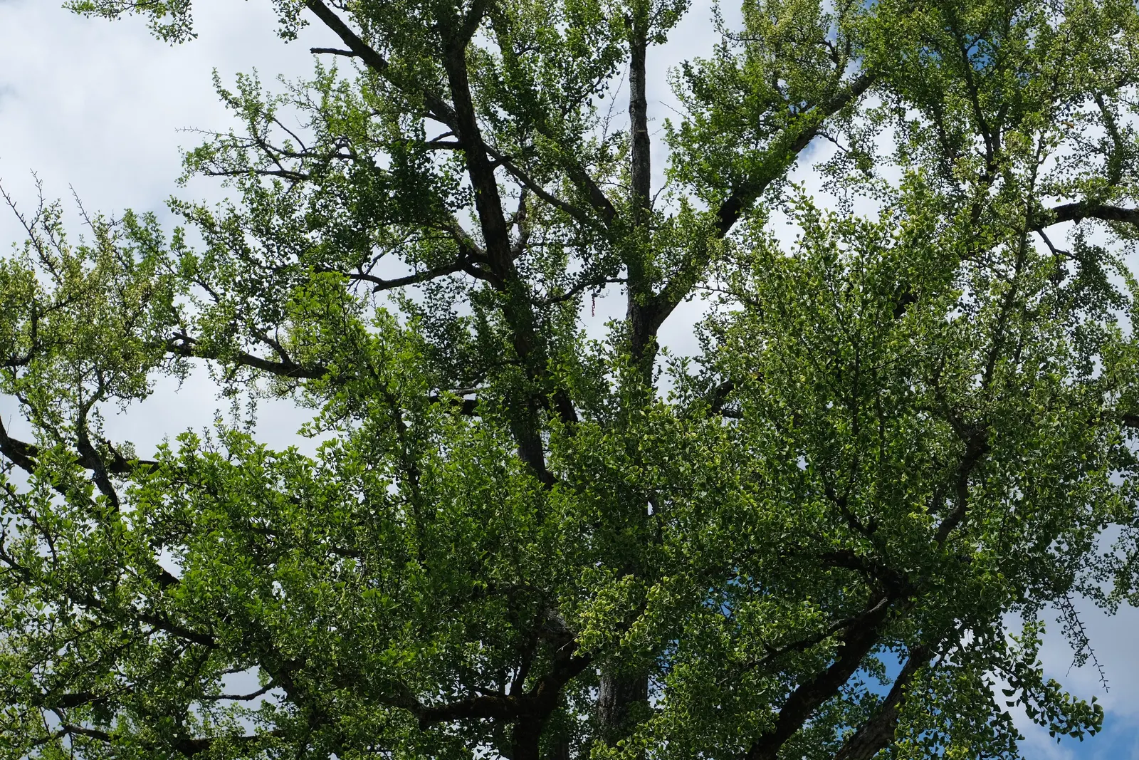 Maidenhair Tree (Ginkgo Biloba) — tree for full or half