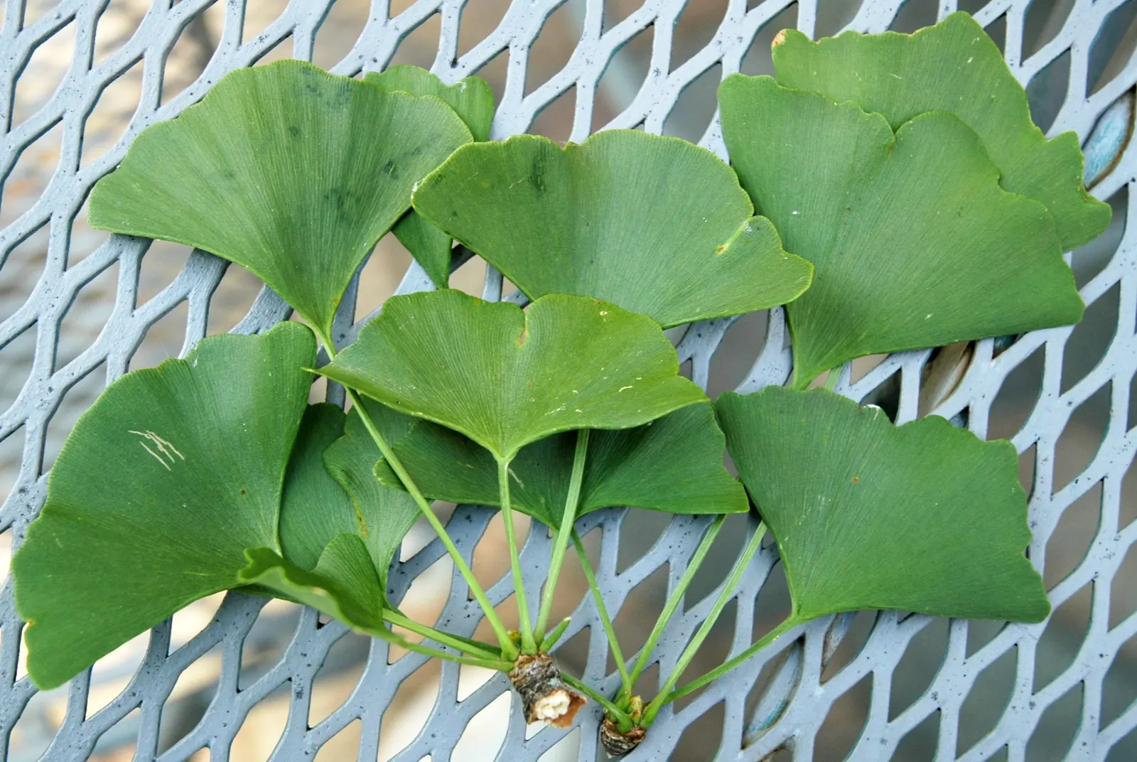 Maidenhair Tree (Ginkgo Biloba) — broadly pyramidal to upright form.<br><br>The leaves are a bright green; deciduous specimen with fan-shaped leaves that turn