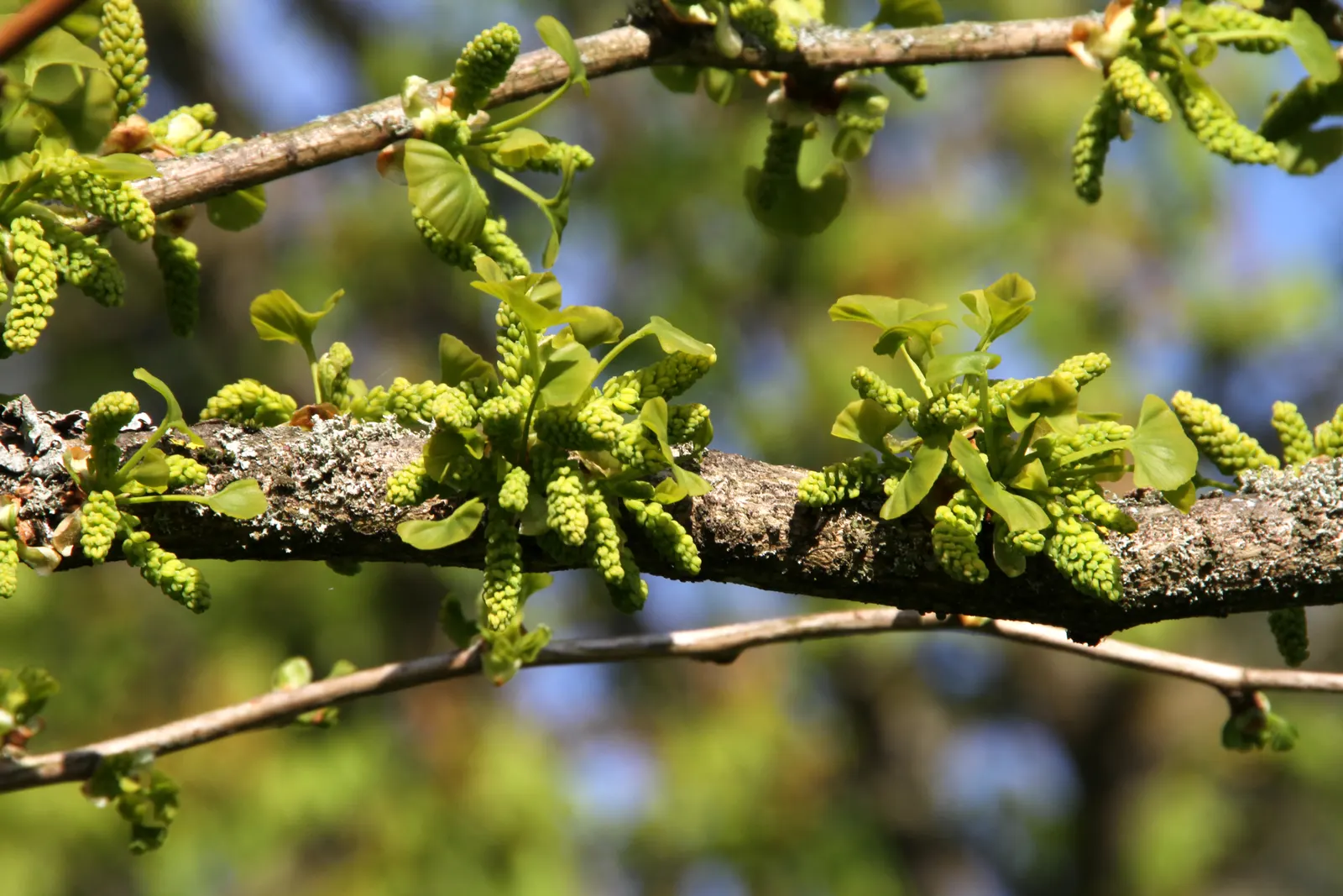Maidenhair Tree (Ginkgo Biloba) — this prehistoric tree can reach heights of 50-80 feet with a spread of 30-40 feet; making it a sturdy choice for, image 91