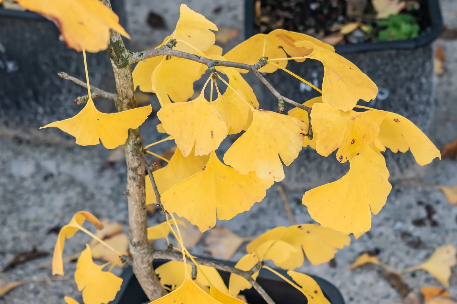 Maidenhair Tree (Ginkgo Biloba) — with a singular split down the middle; the Ginkgo biloba stands tall, image 80