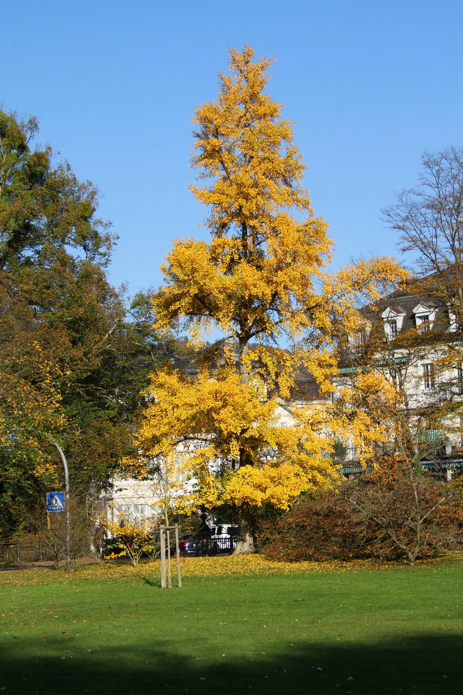 Maidenhair Tree (Ginkgo Biloba) — Revered for its resilience and longevity; turning a spectacular yellow hue in the fall, image 68