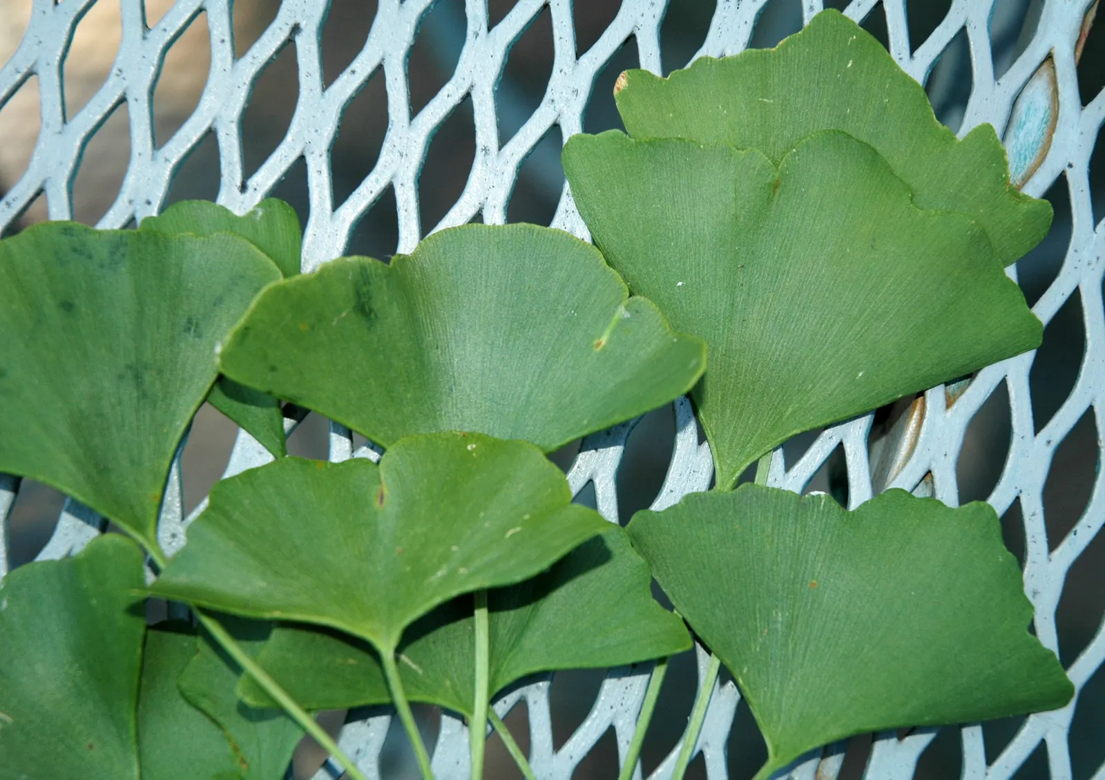 Maidenhair Tree (Ginkgo Biloba) — providing dramatic seasonal interest; hence the name 'Maidenhair' tree