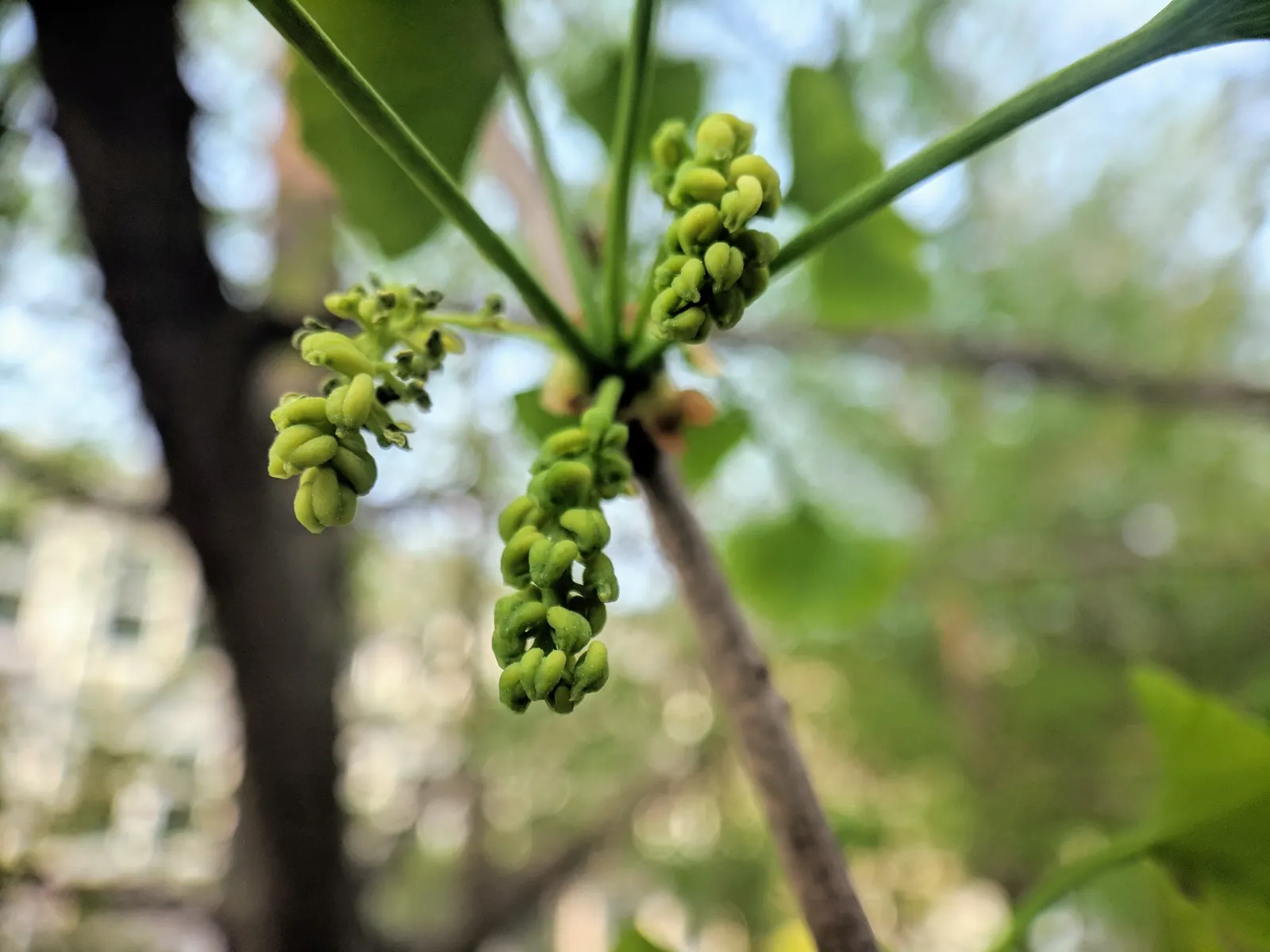 Maidenhair Tree (Ginkgo Biloba) — the Ginkgo biloba stands tall; revered for its resilience and longevity