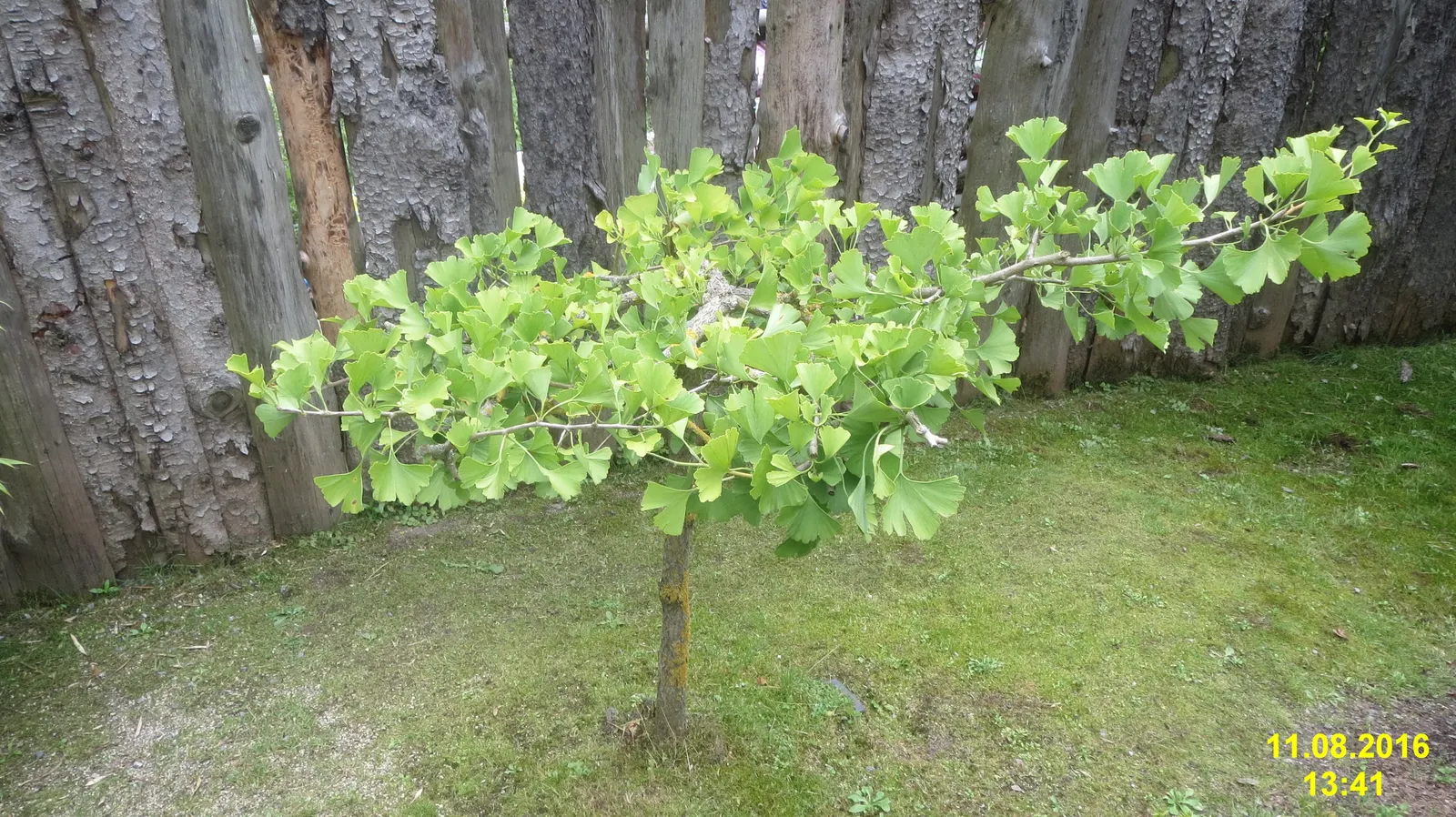 Maidenhair Tree (Ginkgo Biloba) — the Ginkgo biloba stands tall