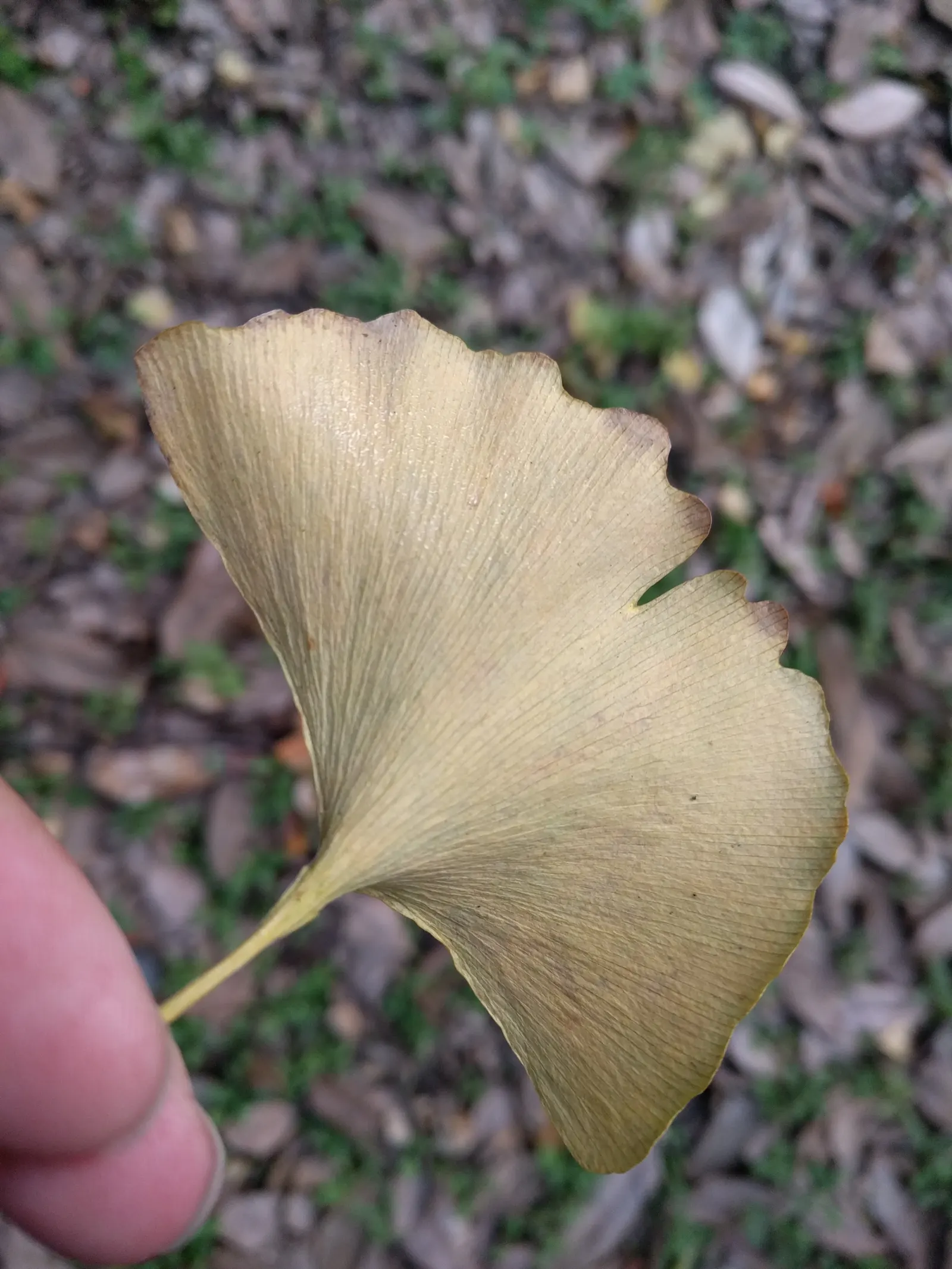 Maidenhair Tree (Ginkgo Biloba) — Revered for its resilience and longevity