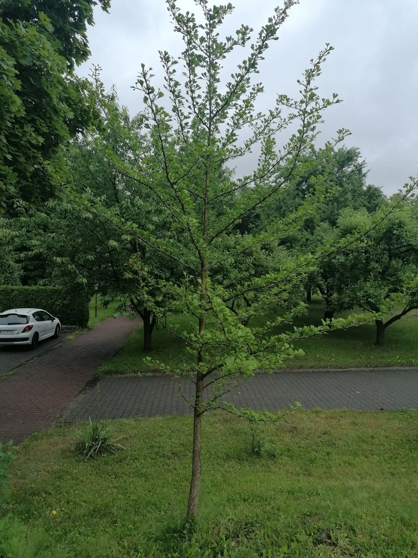 Maidenhair Tree (Ginkgo Biloba) — It thrives in zones 3-8, prefers full sun to partial shade, and tolerates a range of soil types