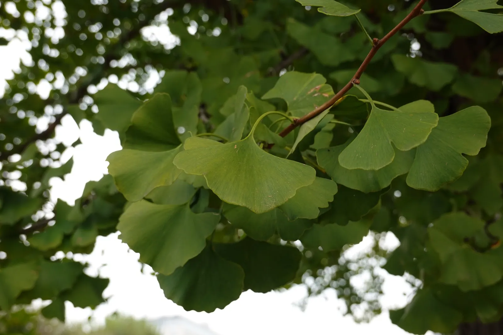 Maidenhair Tree (Ginkgo Biloba) — Revered for its resilience and longevity; turning a spectacular yellow hue in the fall, image 46