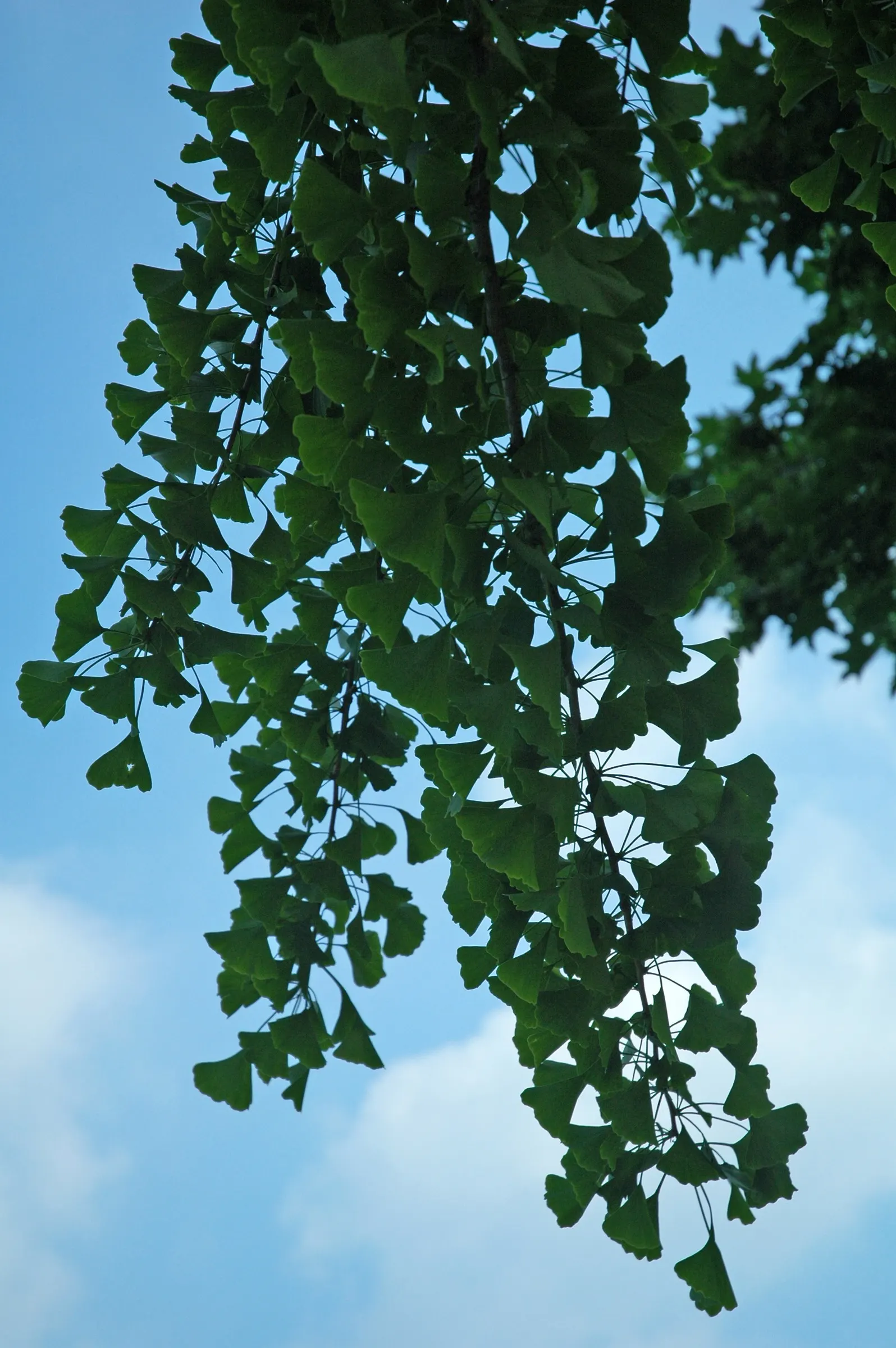 Maidenhair Tree (Ginkgo Biloba) — hence the name 'Maidenhair' tree; with a singular split down the middle