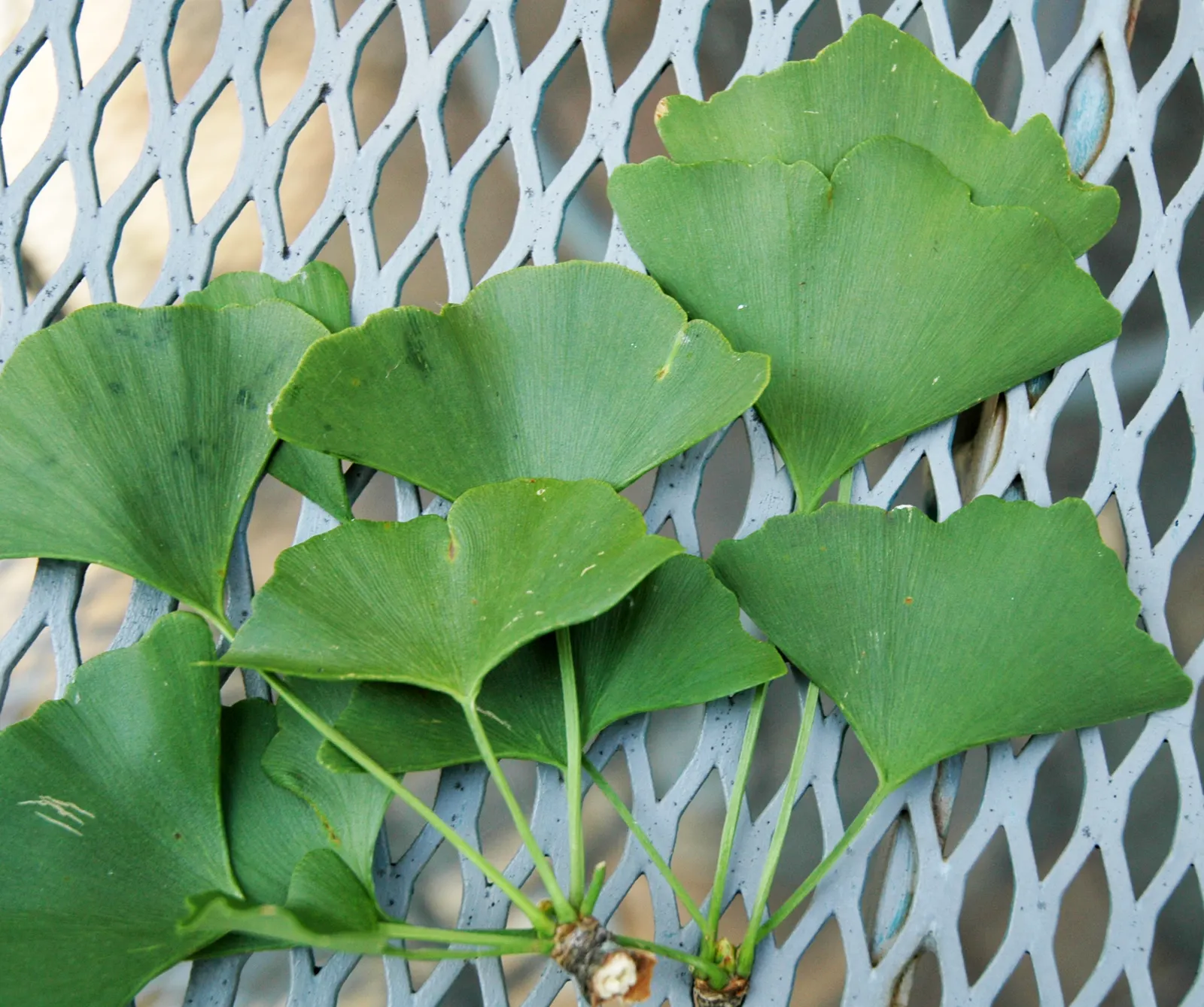 Maidenhair Tree (Ginkgo Biloba) — Often revered as a living fossil; it is remarkably tolerant of pollution, image 50