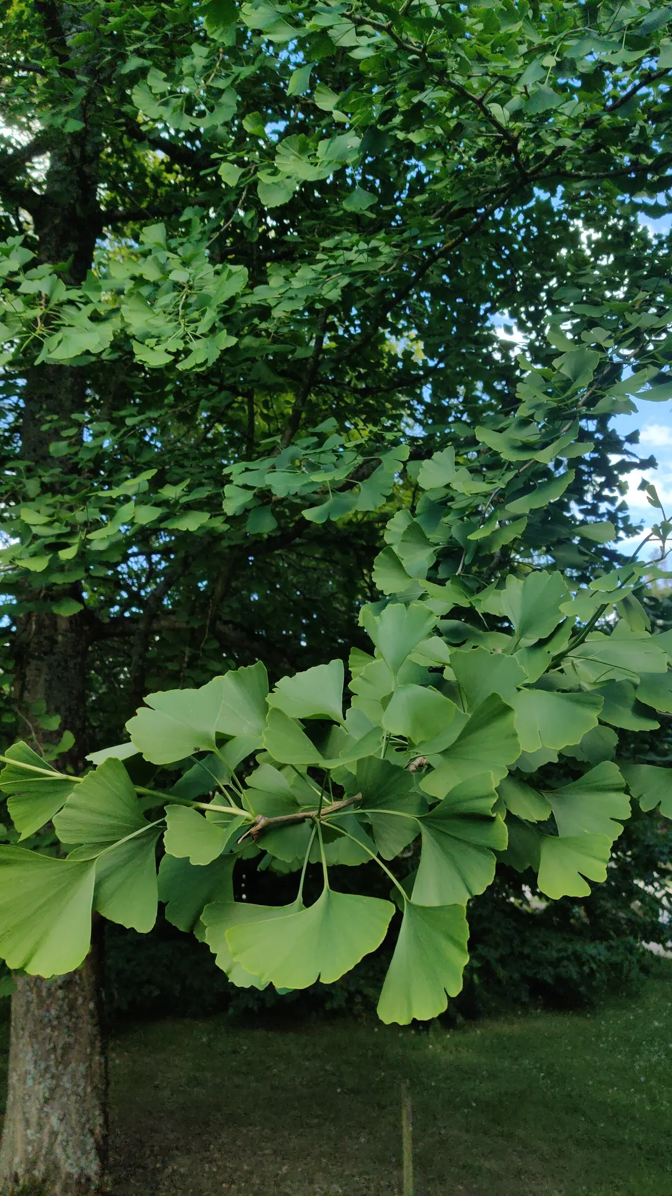 Maidenhair Tree (Ginkgo Biloba) — Its canopy develops a dignified; the species is dioecious, meaning trees are either male or female