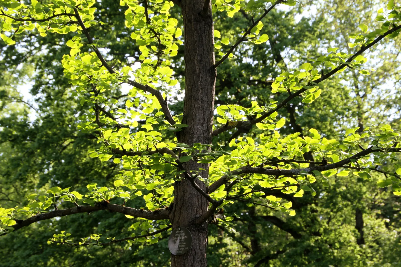 Maidenhair Tree (Ginkgo Biloba) — this prehistoric tree can reach heights of 50-80 feet with a spread of 30-40 feet; making it a sturdy choice for, image 69
