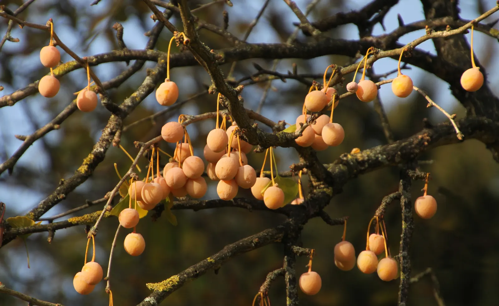 Maidenhair Tree (Ginkgo Biloba) — broadly pyramidal to upright form.<br><br>The leaves are a bright green; deciduous specimen with fan-shaped, image 98