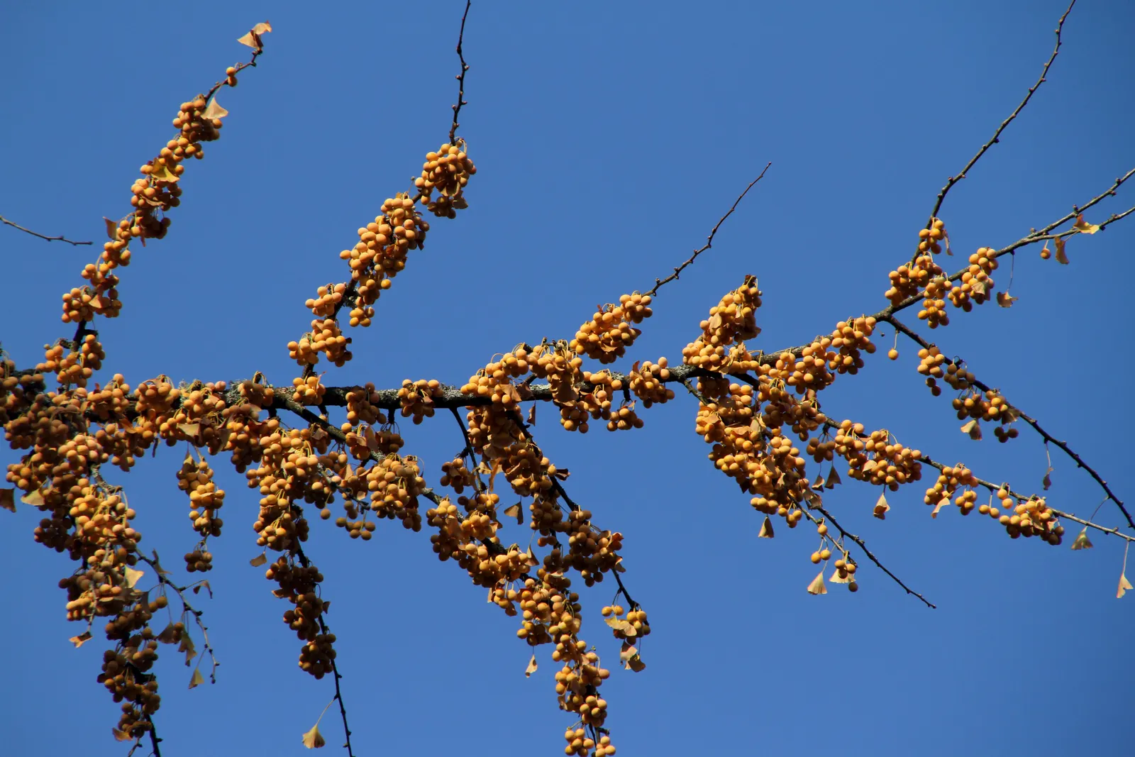 Maidenhair Tree (Ginkgo Biloba) — the Ginkgo biloba stands tall; revered for its resilience and longevity, image 95