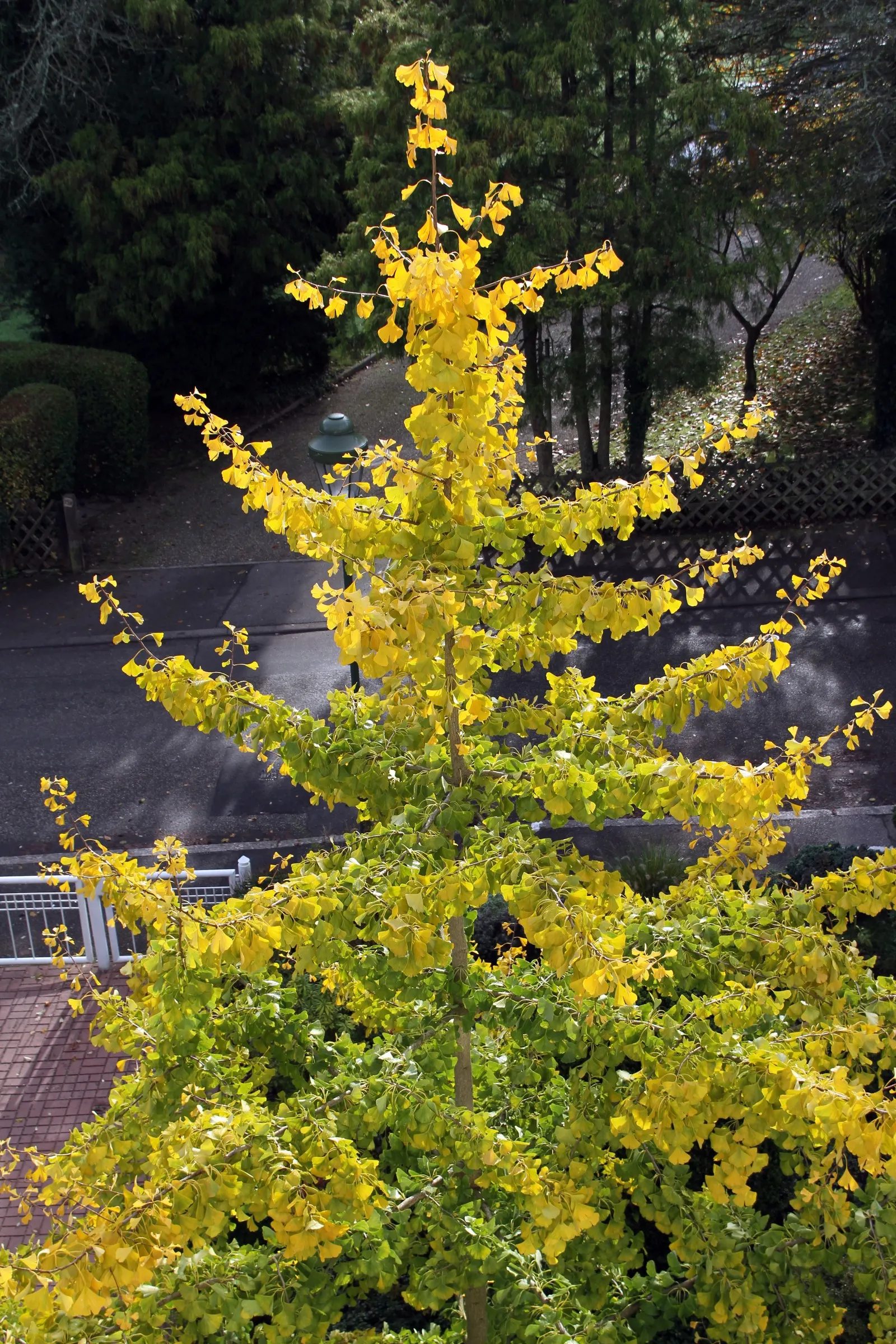 Maidenhair Tree (Ginkgo Biloba) — broadly pyramidal to upright form.<br><br>The leaves are a bright green; deciduous specimen with fan-shaped, image 76