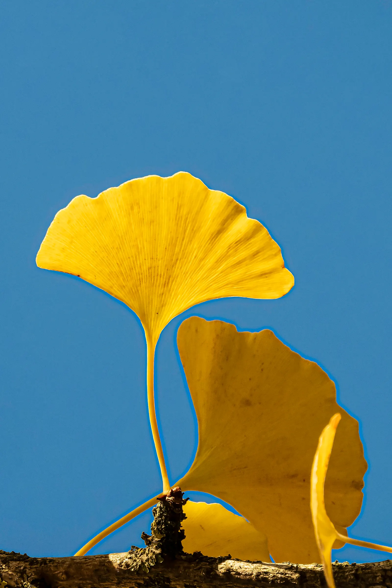 Maidenhair Tree (Ginkgo Biloba) — turning a spectacular yellow hue in the fall; reaching an average height of 35 to 50 feet with a spread of 25 to 35 feet at