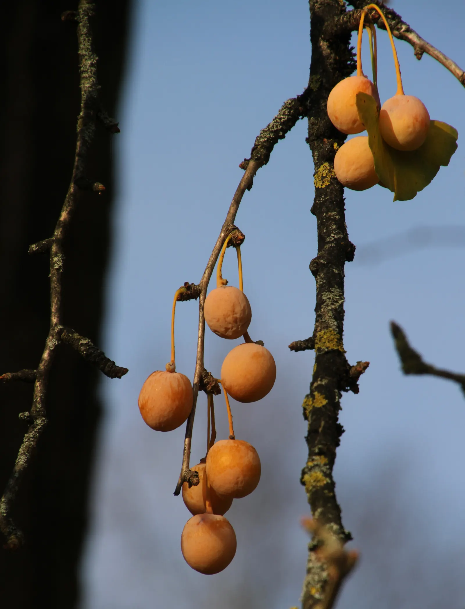 Maidenhair Tree (Ginkgo Biloba) — These leaves are typically 2 to 3 inches in width; tree for full or half, image 79