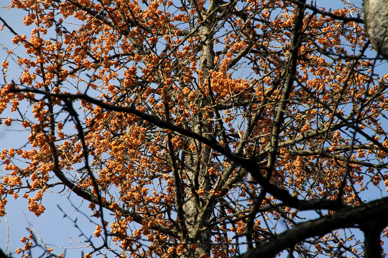 Maidenhair Tree (Ginkgo Biloba) — with a singular split down the middle; the Ginkgo biloba stands tall, image 102