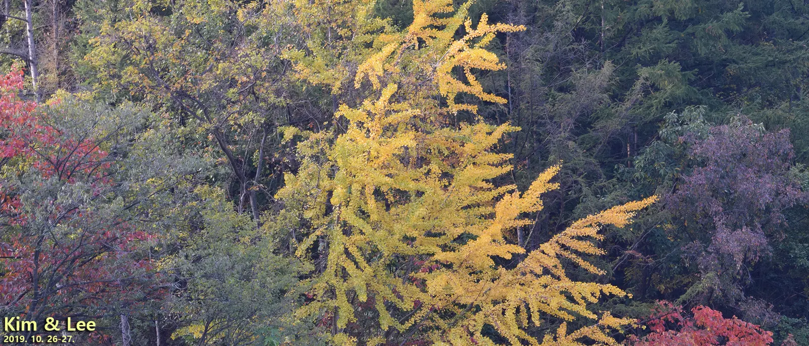 Maidenhair Tree (Ginkgo Biloba) — When designing a landscape