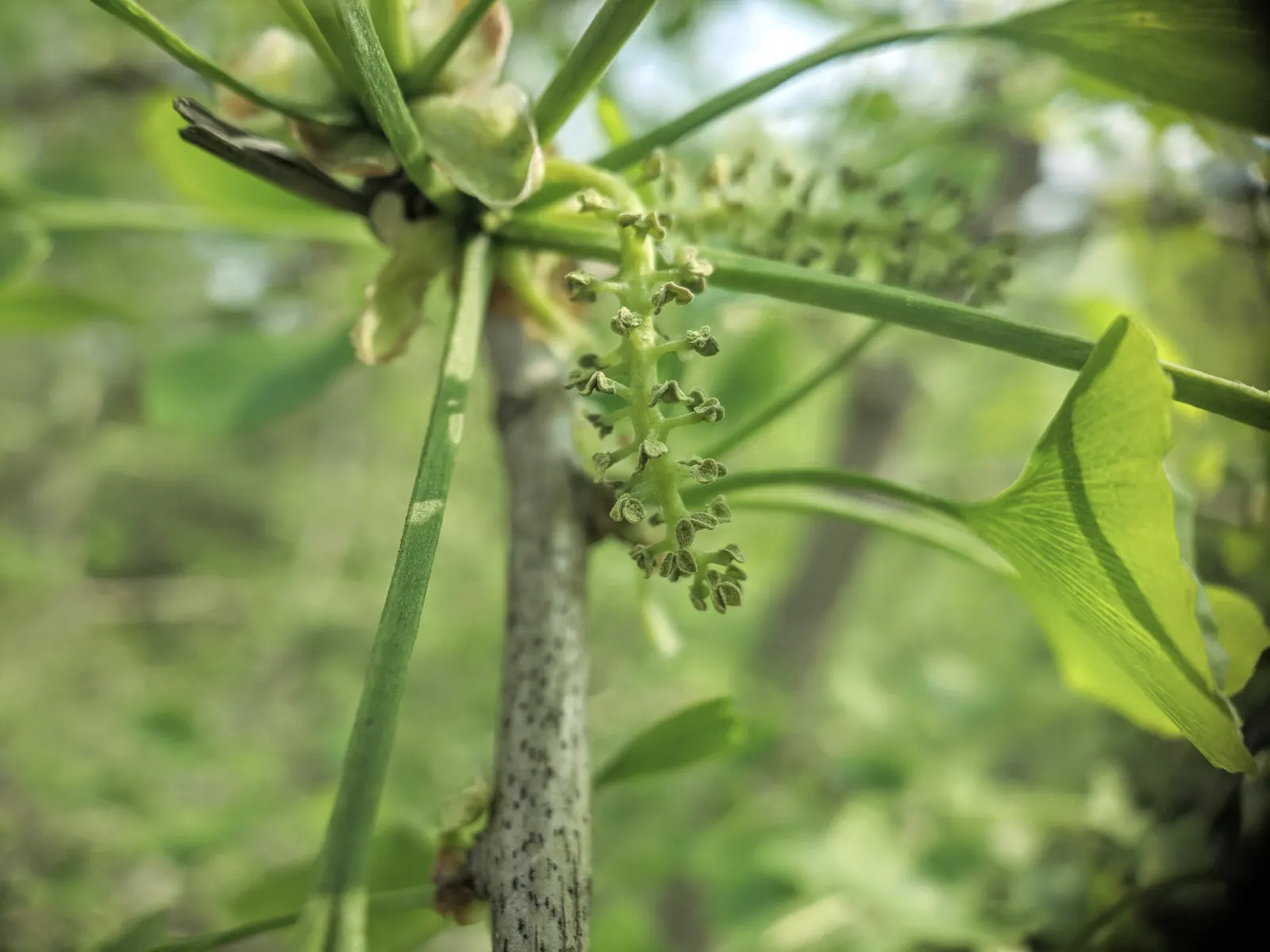 Maidenhair Tree (Ginkgo Biloba) — this prehistoric tree can reach heights of 50-80 feet with a spread of 30-40 feet; making it a sturdy choice for, image 47