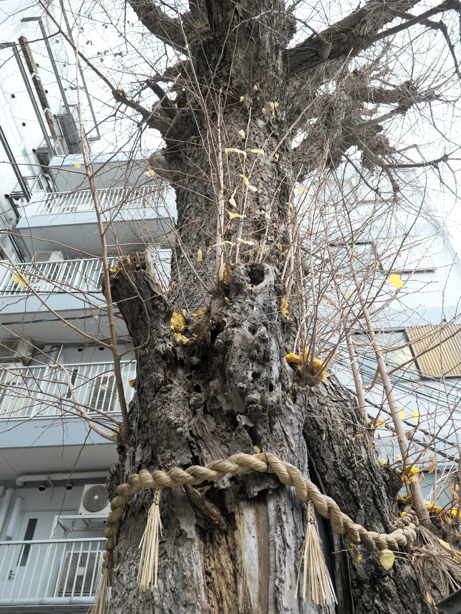 Maidenhair Tree (Ginkgo Biloba) — with a singular split down the middle; the Ginkgo biloba stands tall
