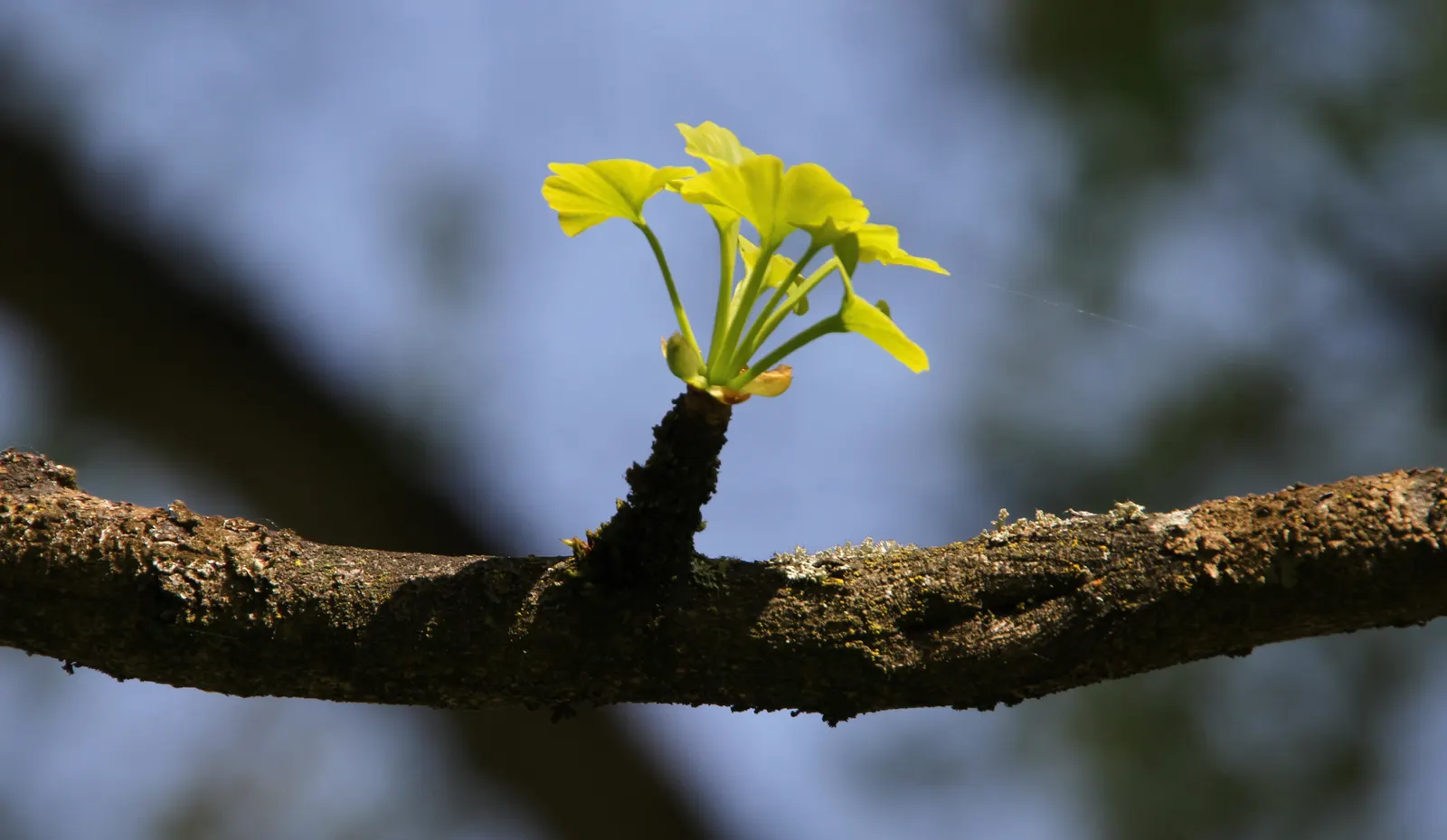 Maidenhair Tree (Ginkgo Biloba) — providing dramatic seasonal interest; hence the name 'Maidenhair' tree, image 100