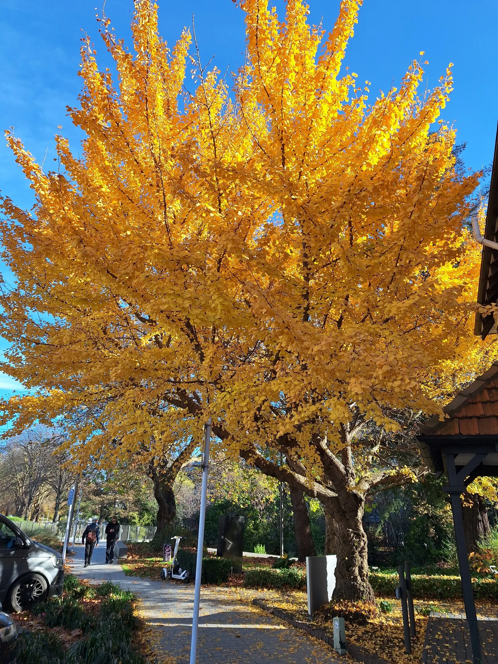 Maidenhair Tree (Ginkgo Biloba) — reaching an average height of 35 to 50 feet with a spread of 25 to 35 feet at maturity; its canopy develops a dignified