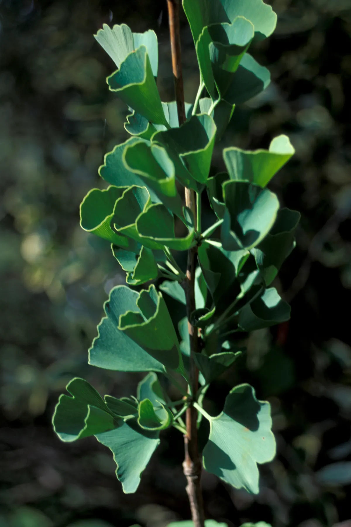 Maidenhair Tree (Ginkgo Biloba) — Dioecious by nature, only male cultivars are recommended for urban planting to avoid messy fruit; broadly, image 49