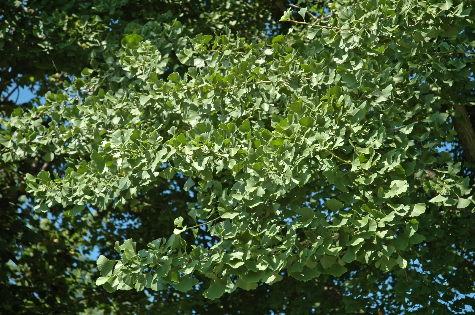 Maidenhair Tree (Ginkgo Biloba) — this prehistoric tree can reach heights of 50-80 feet with a spread of 30-40 feet