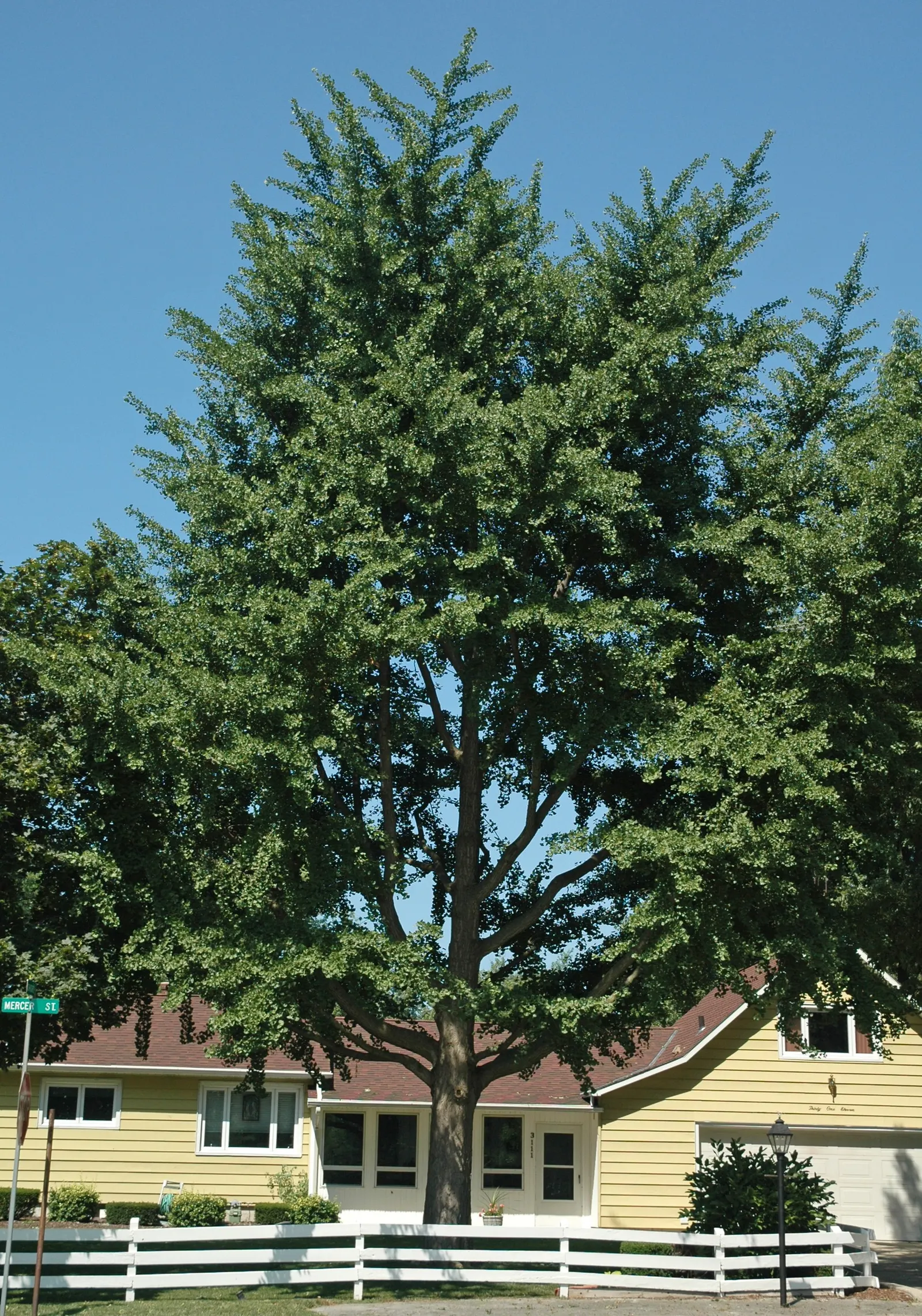 Maidenhair Tree (Ginkgo Biloba) — It thrives in zones 3-8, prefers full sun to partial shade, and tolerates a range of soil types; this prehistoric, image 48