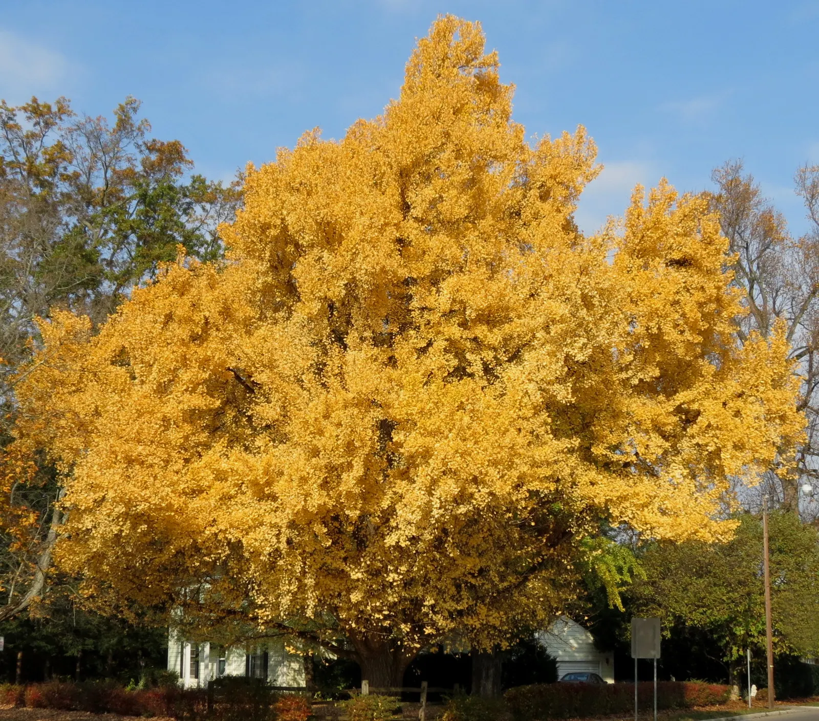 Maidenhair Tree (Ginkgo Biloba) — These leaves are typically 2 to 3 inches in width