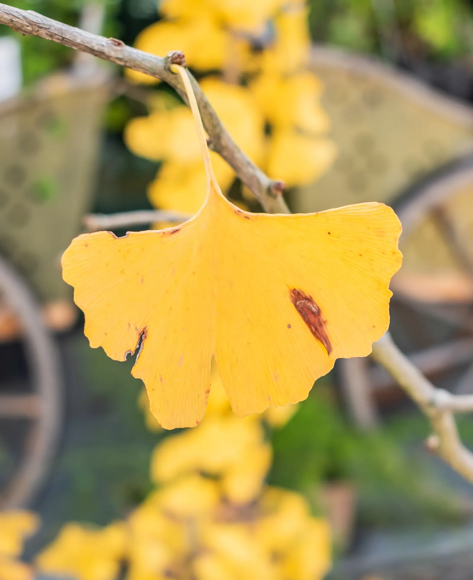 Maidenhair Tree (Ginkgo Biloba) — Revered for its resilience and longevity; turning a spectacular yellow hue in the fall, image 90