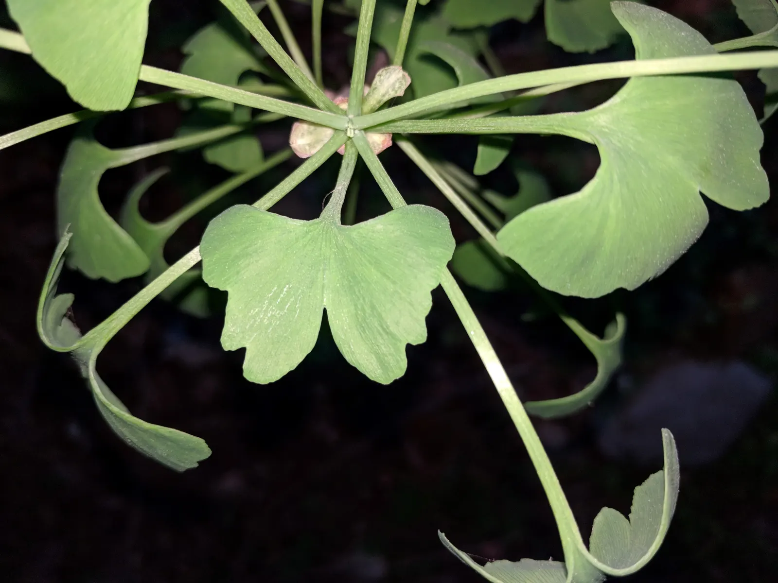 Maidenhair Tree (Ginkgo Biloba) — making it a sturdy choice for cityscapes as well as residential properties; these leaves are typically 2 to 3 inches in width