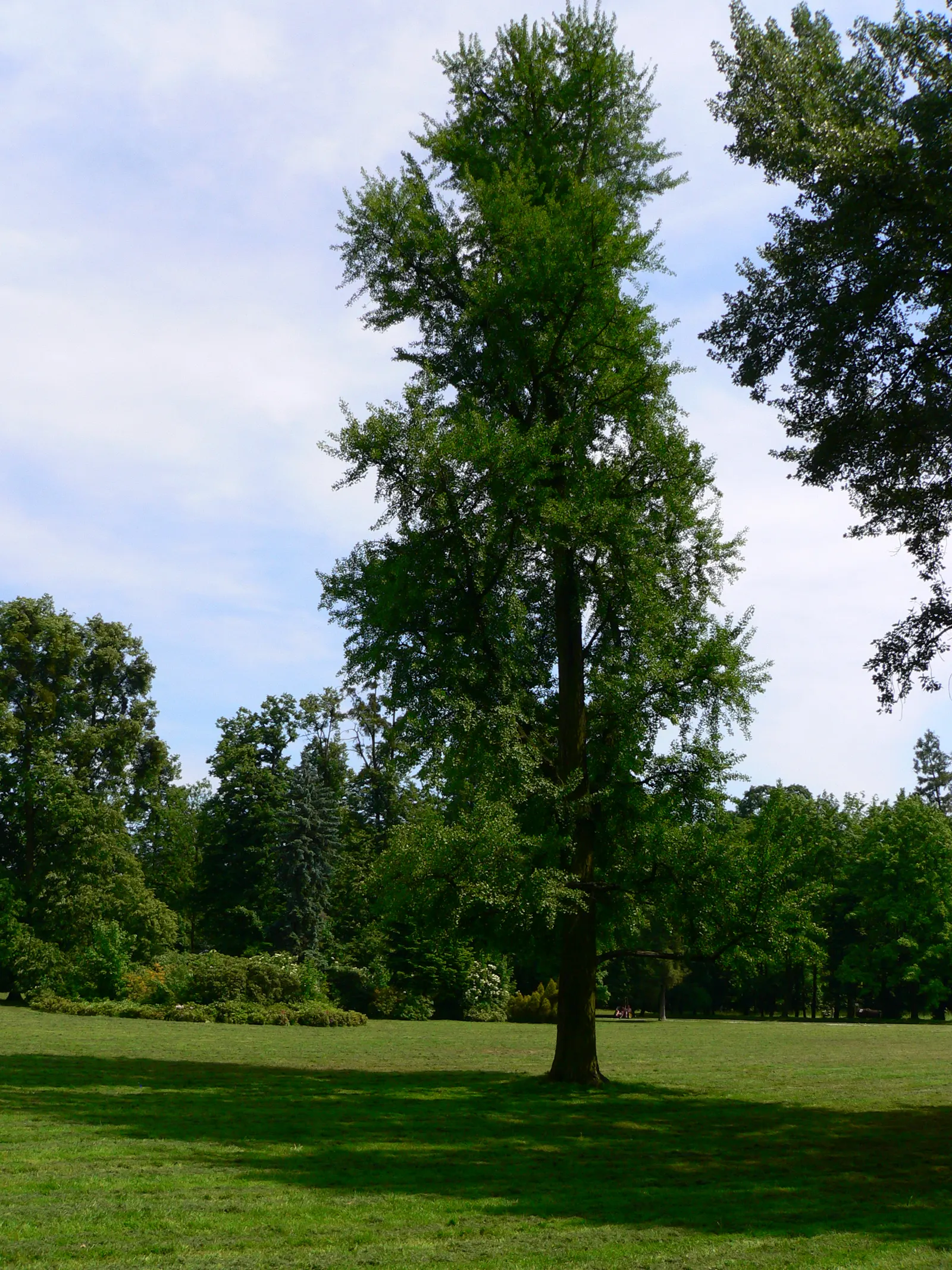 Maidenhair Tree (Ginkgo Biloba) — providing dramatic seasonal interest; hence the name 'Maidenhair' tree, image 56