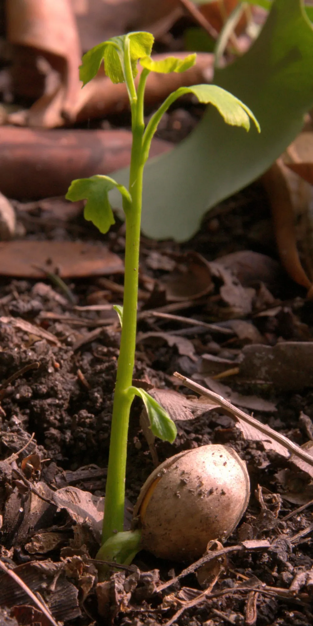 Maidenhair Tree (Ginkgo Biloba) — The species is dioecious, meaning trees are either male or female; with a slow to medium growth rate, the Ginkho, image 60