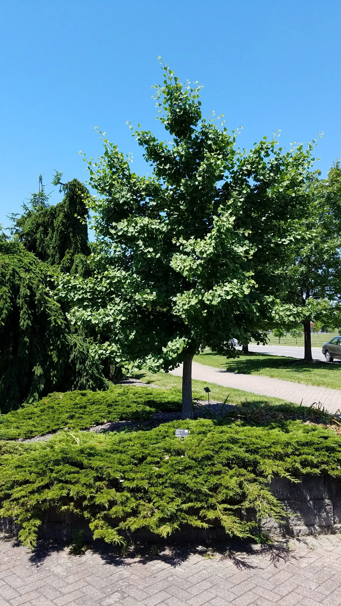 Maidenhair Tree (Ginkgo Biloba) — Note that this tree prefers full sun to partial shade; dioecious by nature, only male cultivars are recommended, image 86