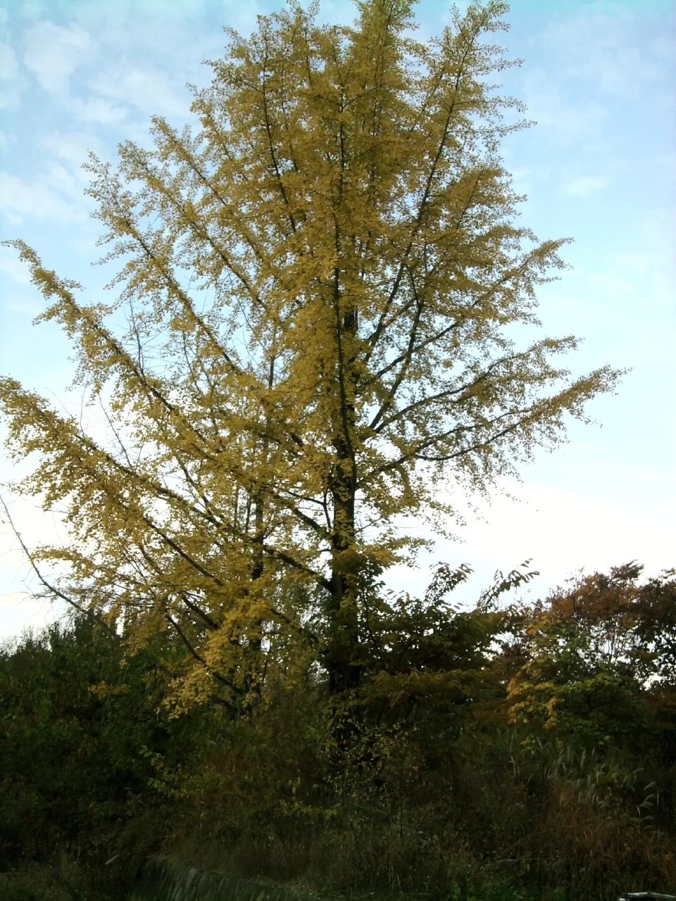 Maidenhair Tree (Ginkgo Biloba) — turning a spectacular yellow hue in the fall; reaching an average height of 35 to 50 feet with a spread of 25 to, image 55