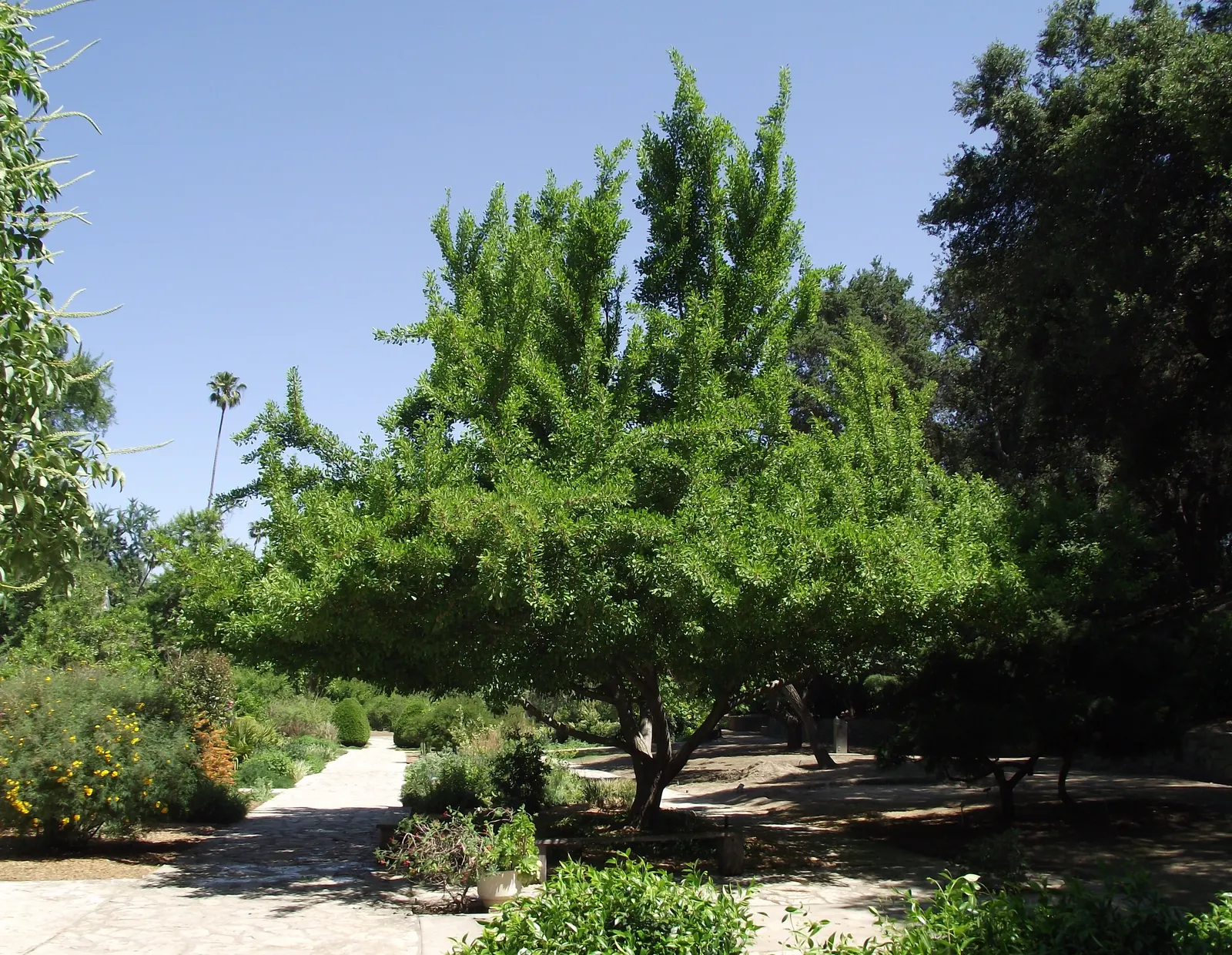 Maidenhair Tree (Ginkgo Biloba) — It thrives in zones 3-8, prefers full sun to partial shade, and tolerates a range of soil types; this prehistoric, image 92