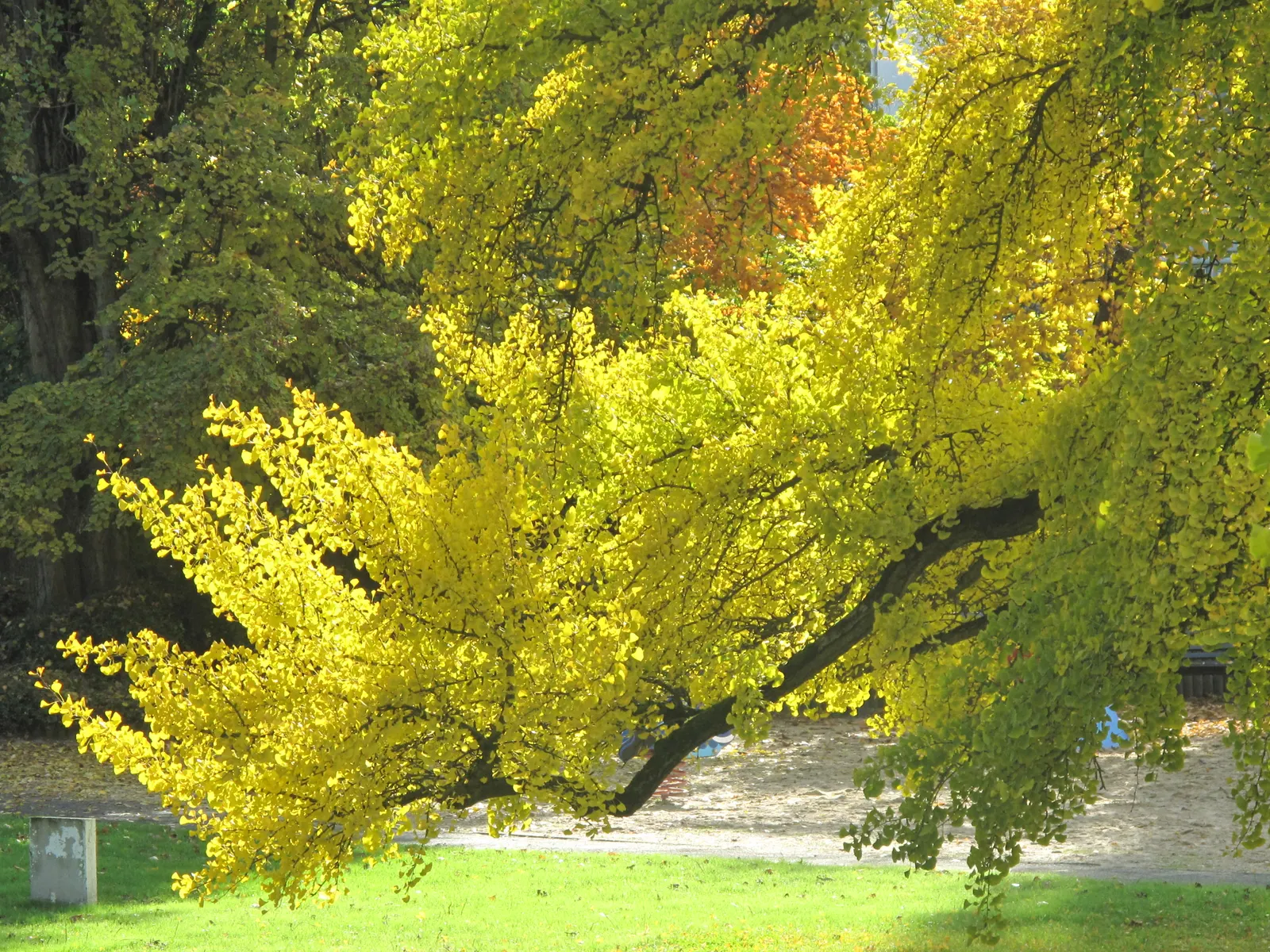Maidenhair Tree (Ginkgo Biloba) — with a singular split down the middle