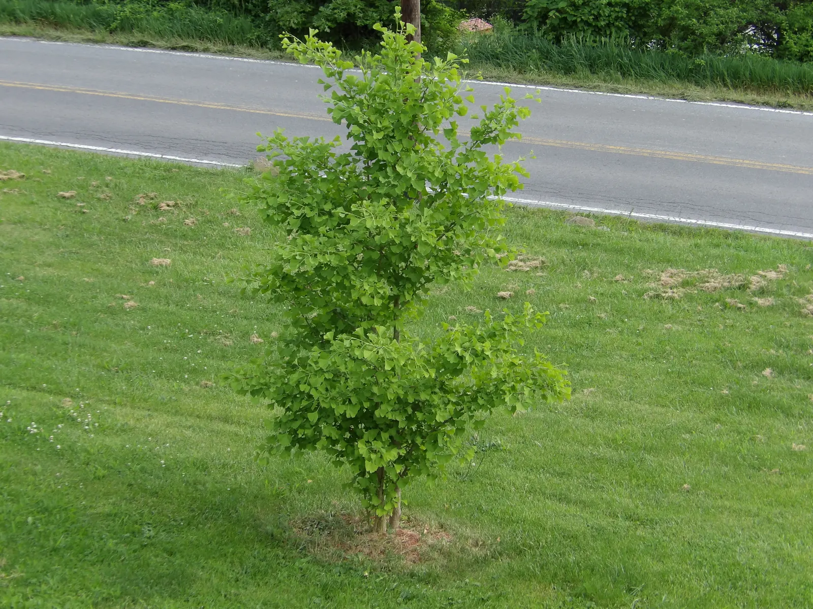 Maidenhair Tree (Ginkgo Biloba) — with a singular split down the middle; the Ginkgo biloba stands tall, image 58