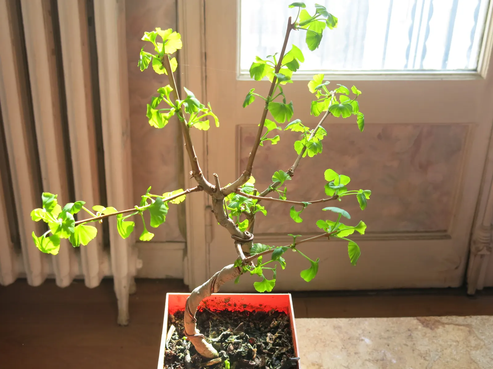 Maidenhair Tree (Ginkgo Biloba) — With a slow to medium growth rate, the Ginkho offers lasting beauty and enduring strength in the garden space; providing