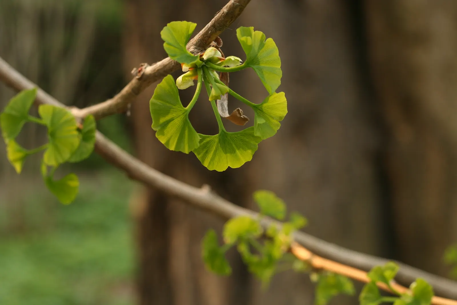 Maidenhair Tree (Ginkgo Biloba) — Its canopy develops a dignified; the species is dioecious, meaning trees are either male or female, image 75