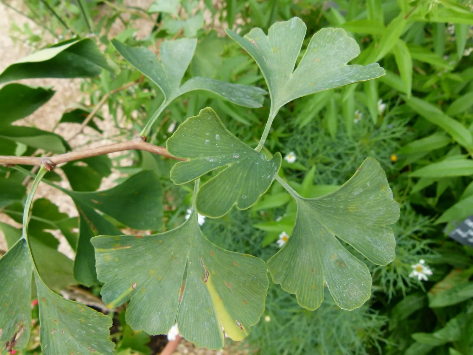 Maidenhair Tree (Ginkgo Biloba) — These leaves are typically 2 to 3 inches in width; tree for full or half, image 101