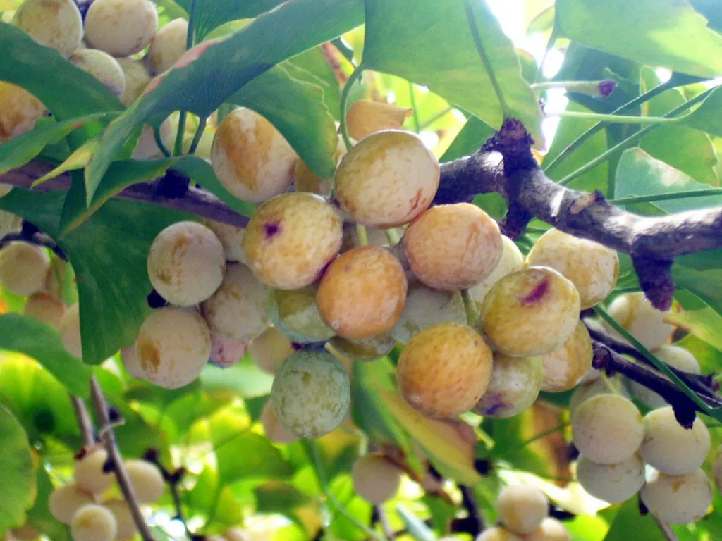 Maidenhair Tree (Ginkgo Biloba) — hence the name 'Maidenhair' tree; with a singular split down the middle, image 103