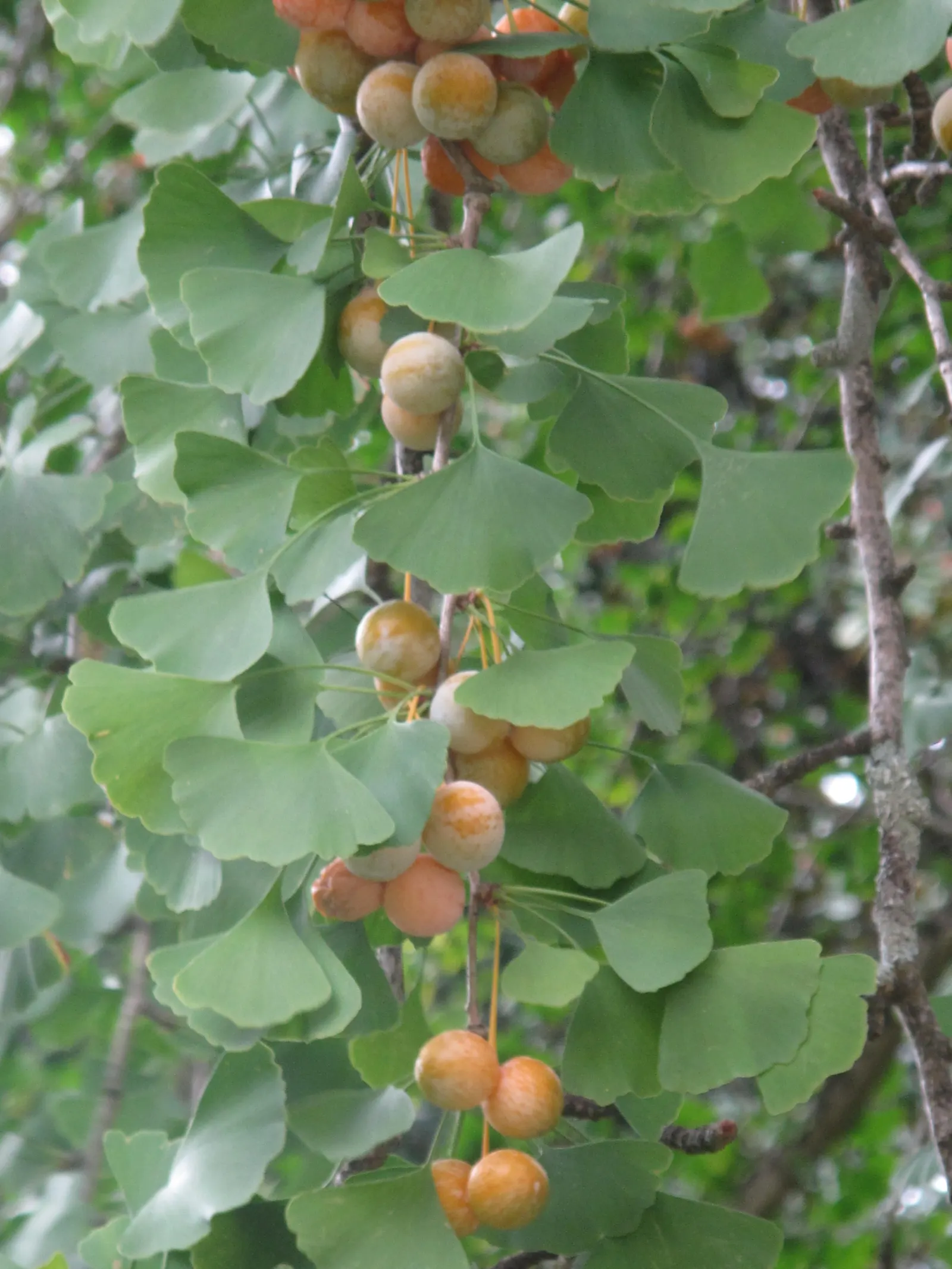 Maidenhair Tree (Ginkgo Biloba) — Dioecious by nature, only male cultivars are recommended for urban planting to avoid messy fruit; broadly, image 93